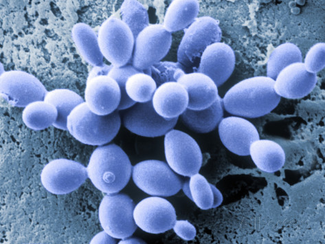 Yeast Cells Under Electron Microscope