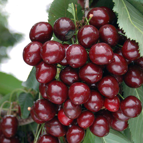 European Morello Cherries