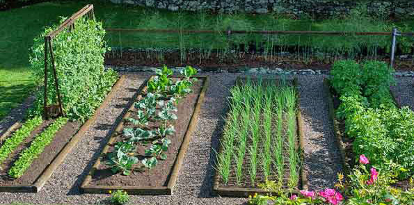 Vegetable Garden