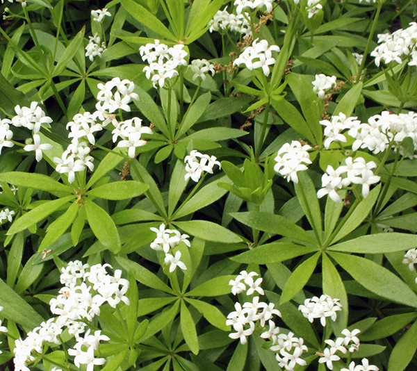 The herb Galium odoratum, also known as Sweet Woodruff.