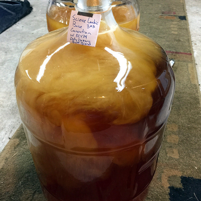 A young sour beer receiving a pitch of Brettanomyces "Dirty Dozen" Blend (Step 3).